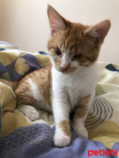 Tekir Kedi, Kedi  FİFİ fotoğrafı