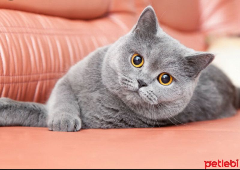 British Shorthair, Kedi  mia fotoğrafı