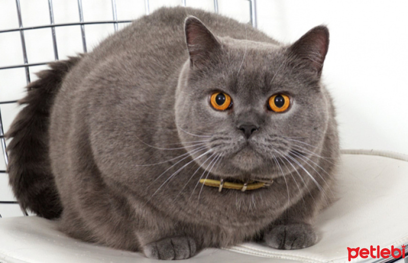 British Shorthair, Kedi  mia fotoğrafı