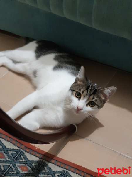 Tekir Kedi, Kedi  Fedai İsmet fotoğrafı