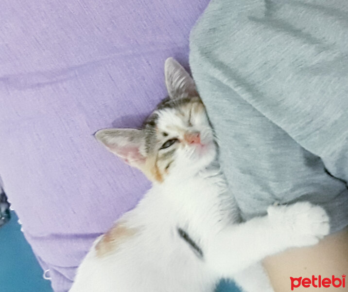 Tekir Kedi, Kedi  yumi fotoğrafı