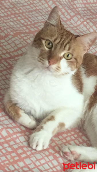 Sarman, Kedi  Bulgar fotoğrafı