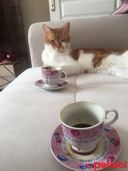 Sarman, Kedi  Bulgar fotoğrafı