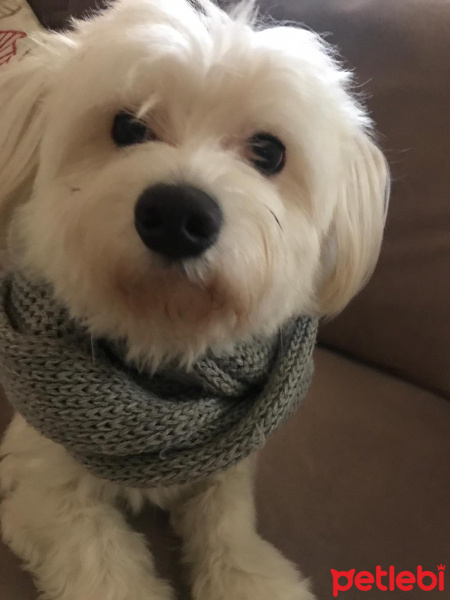 Maltese, Köpek  SNOW fotoğrafı
