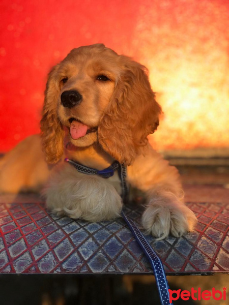 Amerikan Cocker Spaniel, Köpek  lodos fotoğrafı