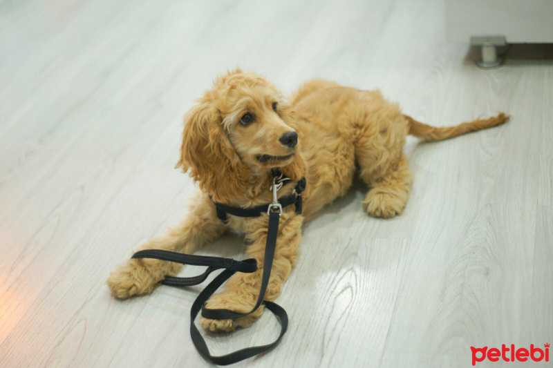 Amerikan Cocker Spaniel, Köpek  lodos fotoğrafı
