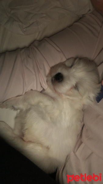 Maltese, Köpek  Gece fotoğrafı
