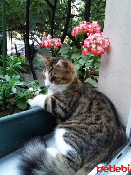 Abyssinian, Kedi  Paşa fotoğrafı