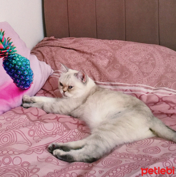 British Shorthair, Kedi  Hedwig fotoğrafı