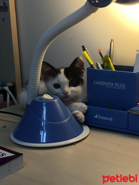 Tekir Kedi, Kedi  Pelinsu fotoğrafı