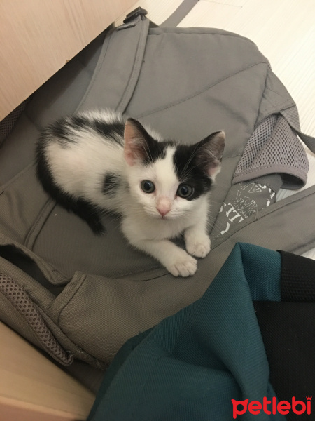 Tekir Kedi, Kedi  Pelinsu fotoğrafı