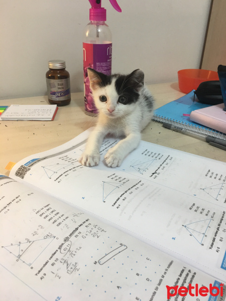 Tekir Kedi, Kedi  Pelinsu fotoğrafı
