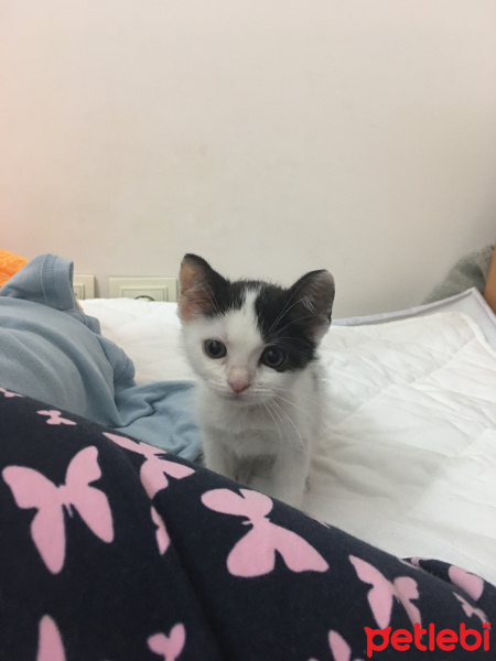 Tekir Kedi, Kedi  Pelinsu fotoğrafı