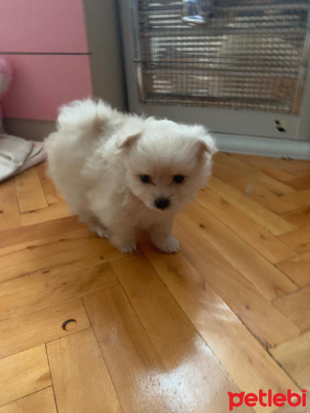 Pomeranyalı, Köpek  İsim yok fotoğrafı