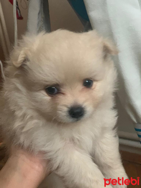 Pomeranyalı, Köpek  İsim yok fotoğrafı