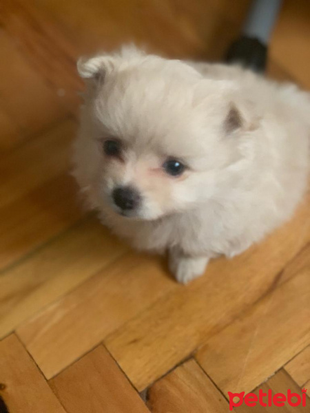 Pomeranyalı, Köpek  İsim yok fotoğrafı