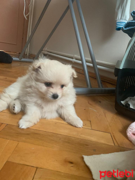 Pomeranyalı, Köpek  Betty fotoğrafı