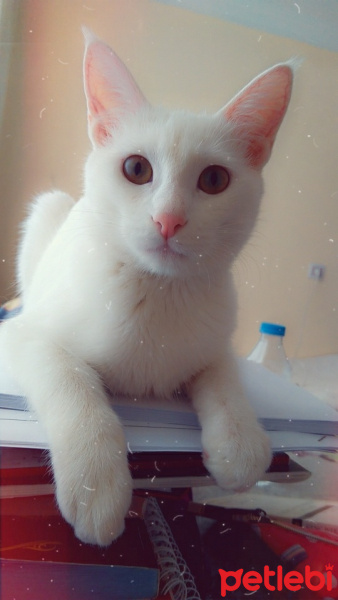 Tekir Kedi, Kedi  Pamuk fotoğrafı