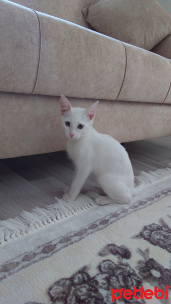 Tekir Kedi, Kedi  Pamuk fotoğrafı