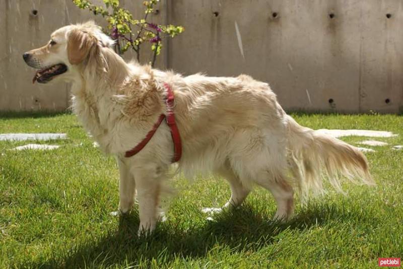 Golden Retriever, Köpek  Marley fotoğrafı