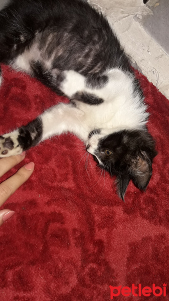 Tuxedo (Smokin) Kedi, Kedi  Smoki fotoğrafı
