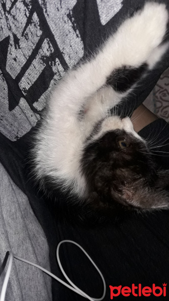 Tuxedo (Smokin) Kedi, Kedi  Smoki fotoğrafı