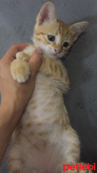 Tekir Kedi, Kedi  Kaju fotoğrafı