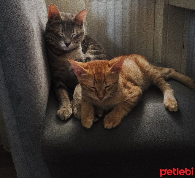 Tekir Kedi, Kedi  Kaju fotoğrafı