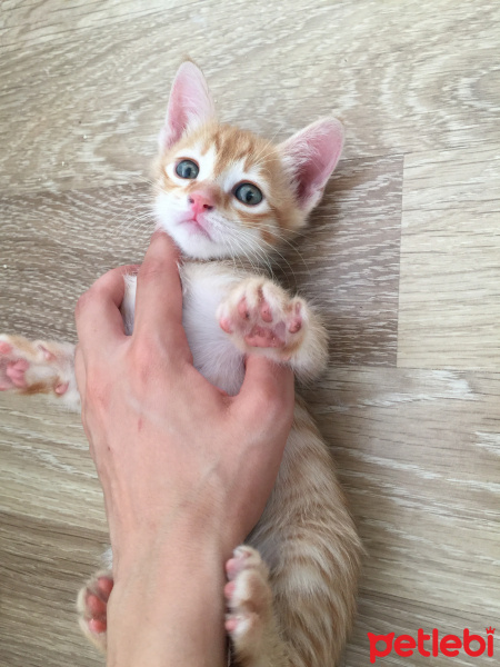 Tekir Kedi, Kedi  Kaju fotoğrafı