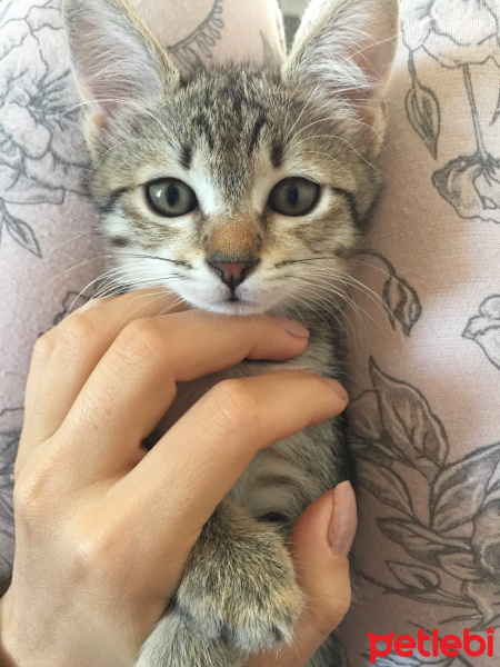 Tekir Kedi, Kedi  Paris fotoğrafı