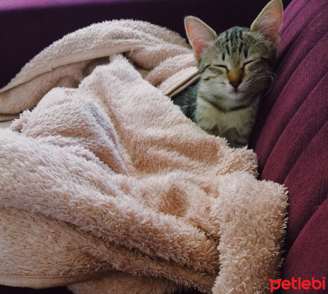 Tekir Kedi, Kedi  Paris fotoğrafı