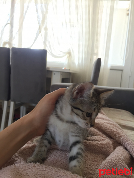 Tekir Kedi, Kedi  Paris fotoğrafı
