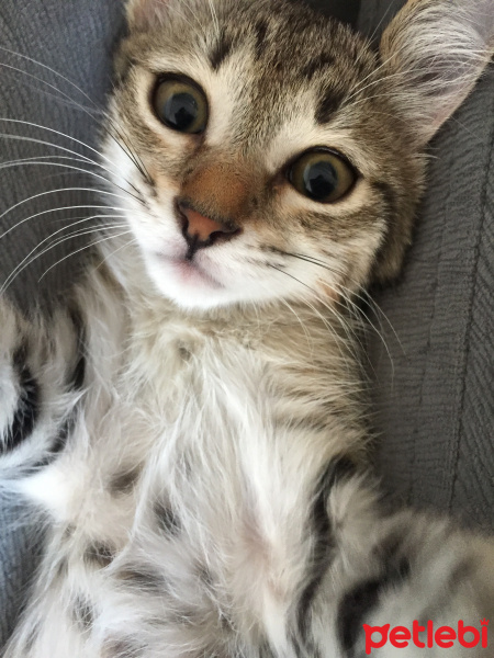 Tekir Kedi, Kedi  Paris fotoğrafı