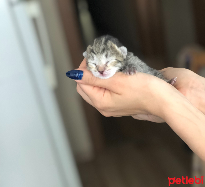 Tekir Kedi, Kedi  Paris fotoğrafı
