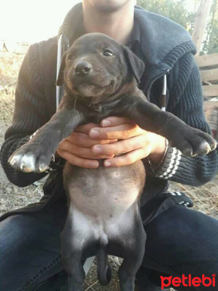 Sokö (Sokak Köpeği), Köpek  Lopez fotoğrafı