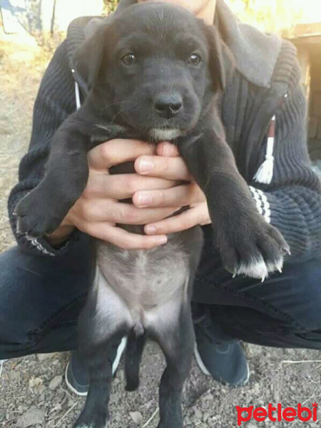 Sokö (Sokak Köpeği), Köpek  Lopez fotoğrafı