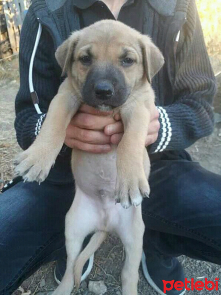 Sokö (Sokak Köpeği), Köpek  Lopez fotoğrafı