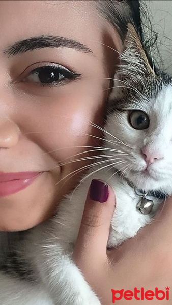 Tekir Kedi, Kedi  Luna fotoğrafı