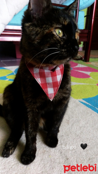 Sarman, Kedi  Niga fotoğrafı
