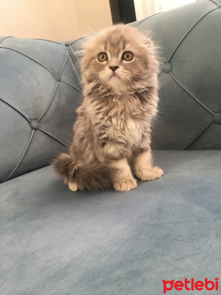 Scottish Fold, Kedi  Atlas fotoğrafı