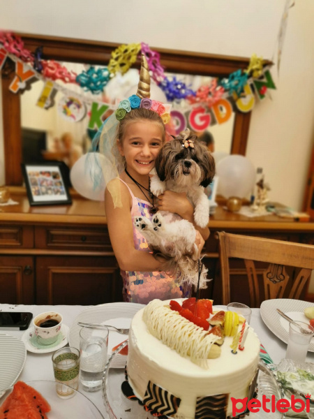 Shih Tzu, Köpek  Kiki fotoğrafı