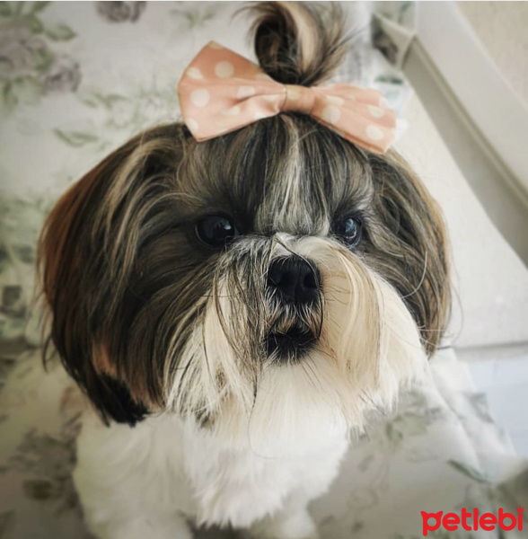 Shih Tzu, Köpek  Kiki fotoğrafı