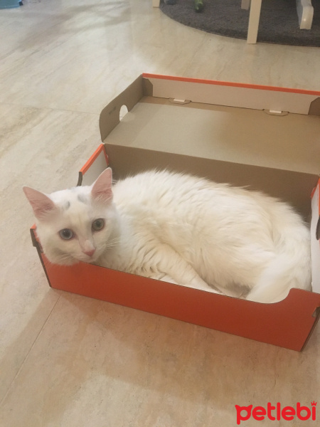 Van Kedisi, Kedi  Lula fotoğrafı
