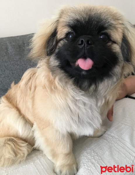Pekingese, Köpek  Budy fotoğrafı