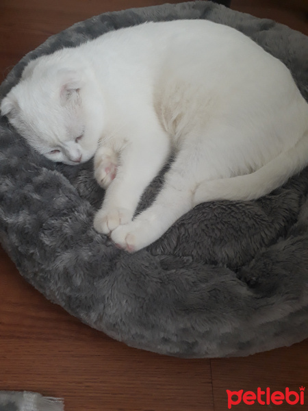 Scottish Fold, Kedi  Efe fotoğrafı