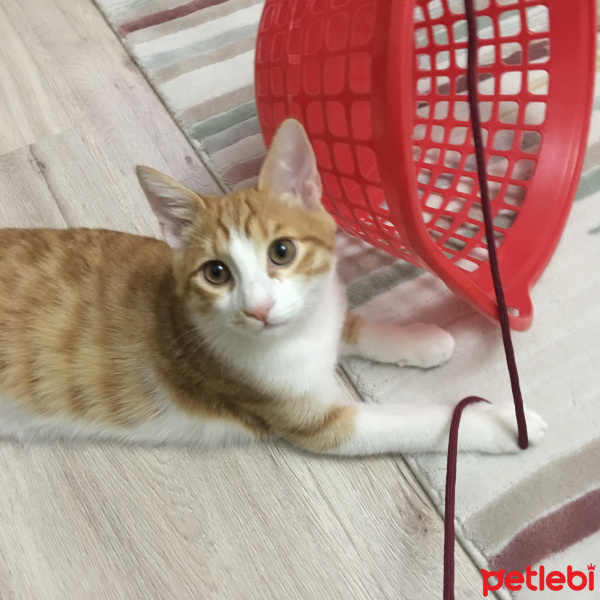 Sarman, Kedi  Dişsiz fotoğrafı