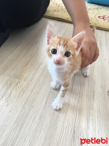Sarman, Kedi  Dişsiz fotoğrafı