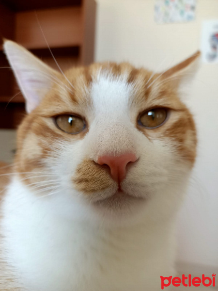 Sarman, Kedi  Dişsiz fotoğrafı