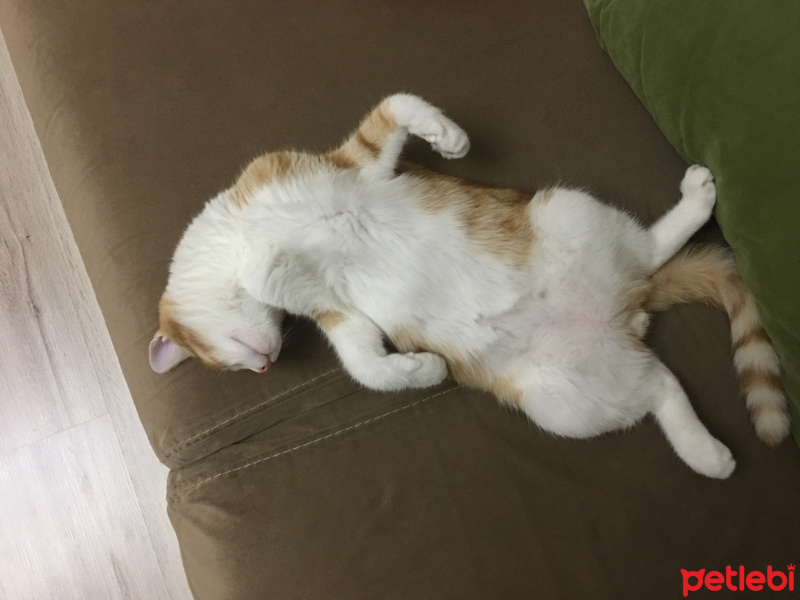 Sarman, Kedi  Dişsiz fotoğrafı