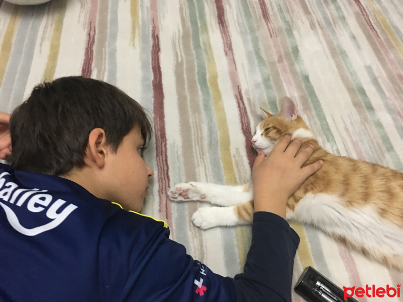 Sarman, Kedi  Dişsiz fotoğrafı